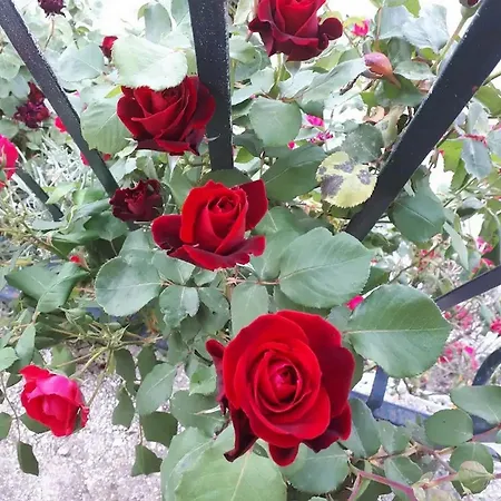 With Parking Spaces Maranovici, Mljet - 22339 Apartamento