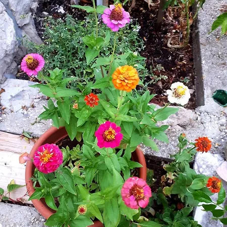 With Parking Spaces Maranovici, Mljet - 22339 Maranovići