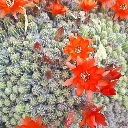 With Parking Space Maranovici, Mljet - 22339 * Maranovici