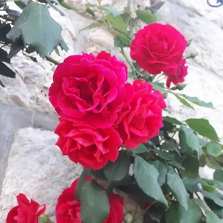 With Parking Spaces Maranovici, Mljet - 22339 Apartman *