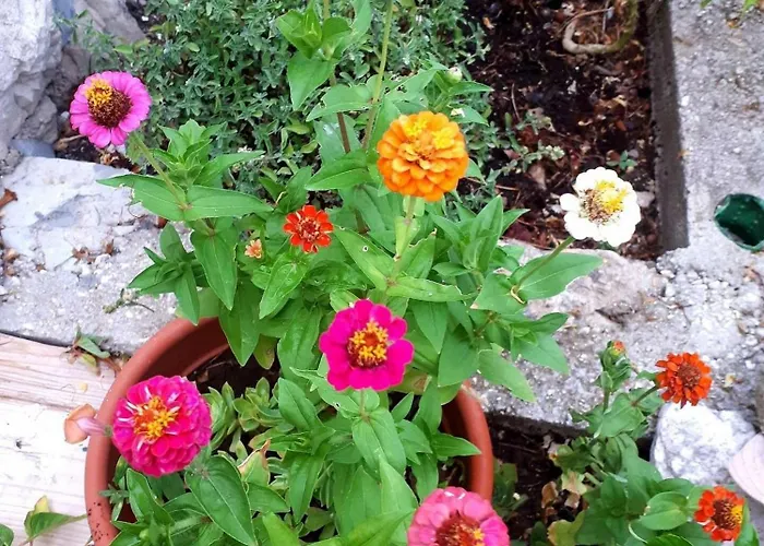 With Parking Space Maranovici, Mljet - 22339 Maranovići