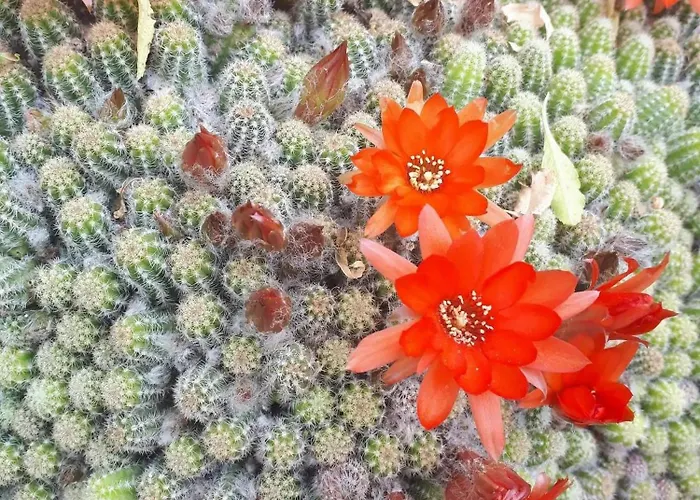 With Parking Space Maranovici, Mljet - 22339 * Maranovići