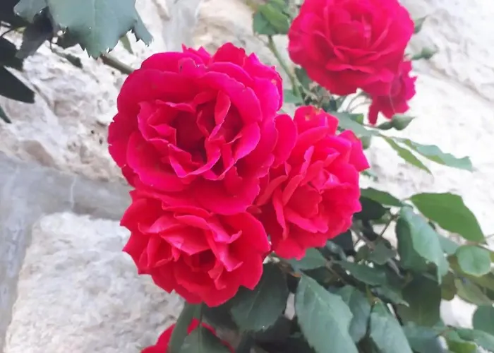 With Parking Space Maranovici, Mljet - 22339 Lejlighed *