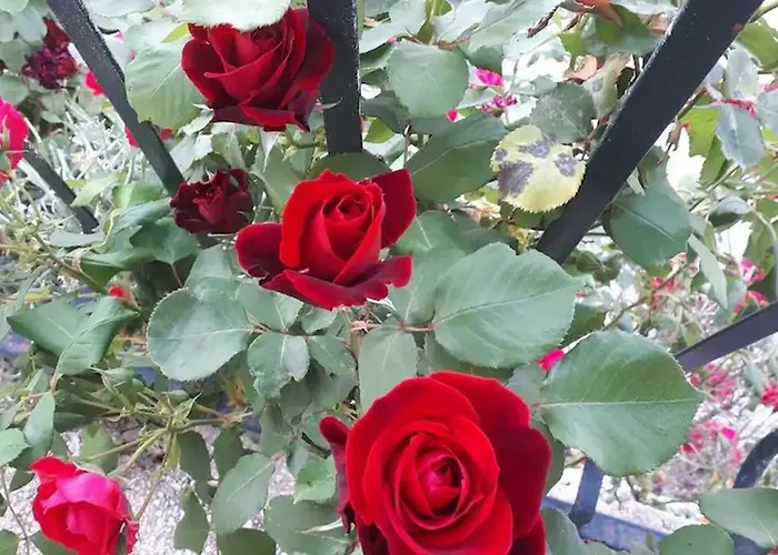 With Parking Space Maranovici, Mljet - 22339 Lejlighed